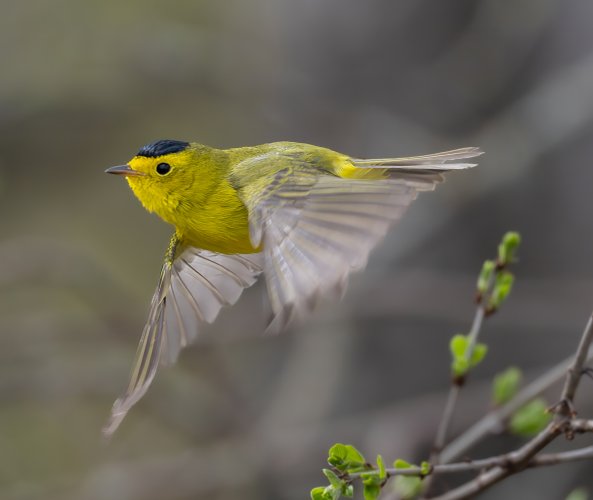 Wilson Warbler: Thunder Bay.