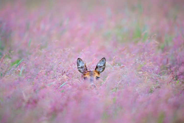 Deer in the candy shop