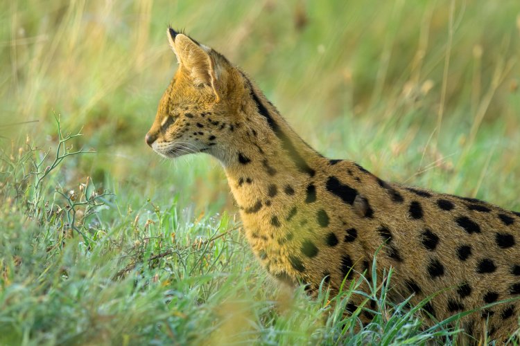 Serval Cat stalking prey in the Serengeti