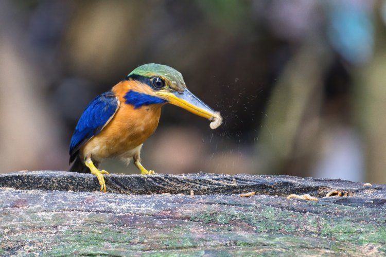 Rufous-collared Kingfisher