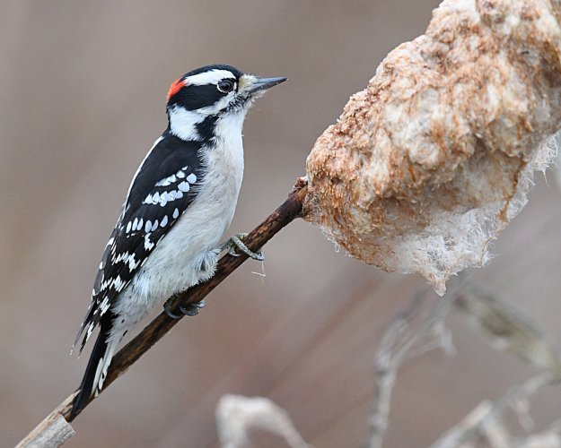 let's see your woodpeckers