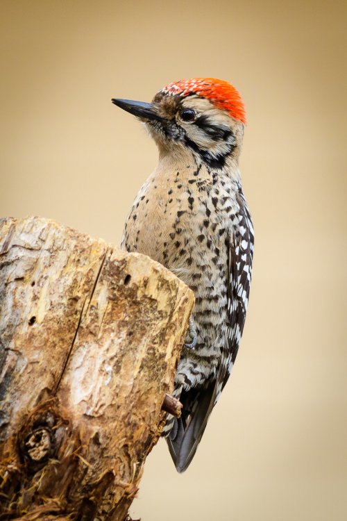 let's see your woodpeckers
