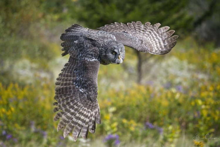 Raptors of the world