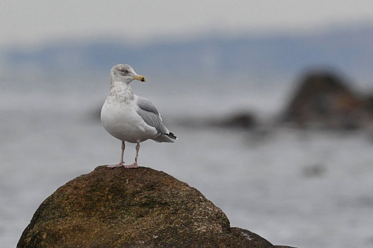 Ring-billed Gull