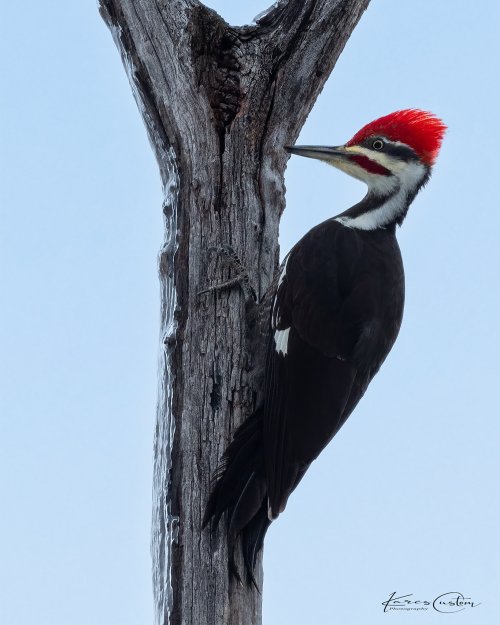 A first for me - Pileated Woodpecker