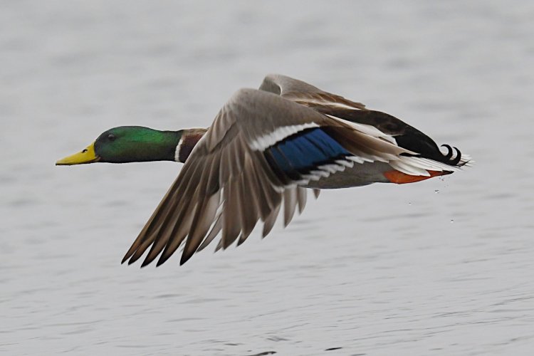 Waterfowl thread