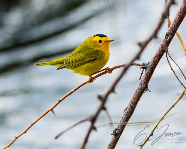 Show us your Warblers