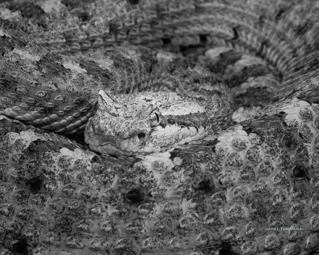 Show Us Your Snakes - Cottonmouth Snakes ( post your photos of snakes, venomous or non-venomous )