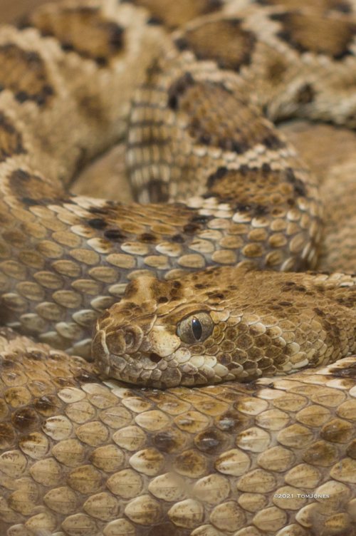 Show Us Your Snakes - Cottonmouth Snakes ( post your photos of snakes, venomous or non-venomous )