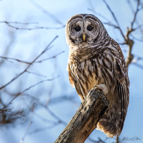 Perched Barred Owl Portrait