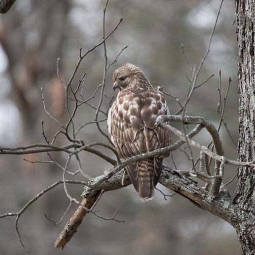 Hawk from my family room
