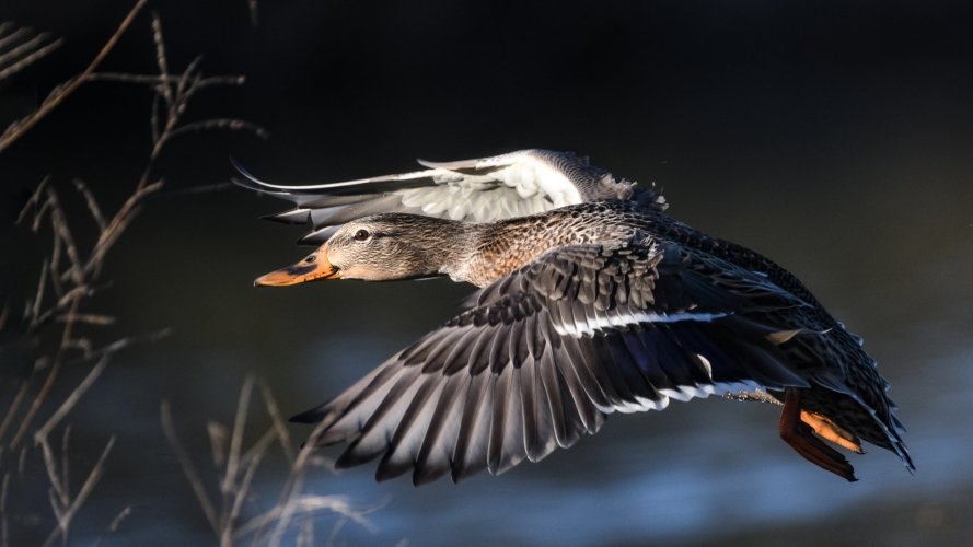 Duck, in flight between shaows