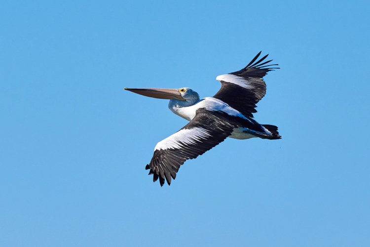 DBP_Pelican_Nikon_Z6_2 1.jpg