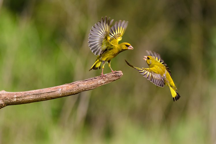 Discussion between two greenfinches