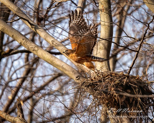 Red-shouldered hawk_January 14, 2021_4582.jpg