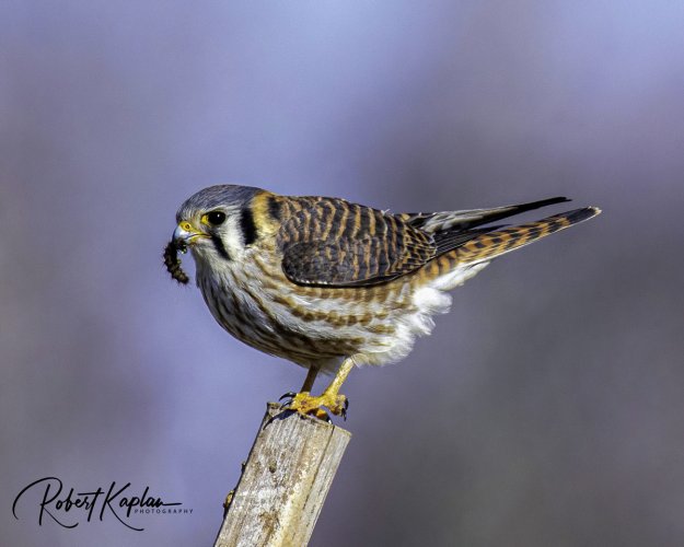 Kestrel DeNoised_2324-Small.jpg