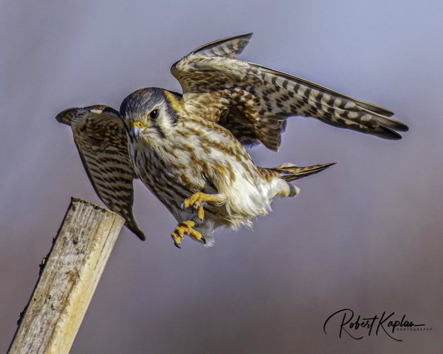 Kestrel DeNoised_2245-Small.jpg