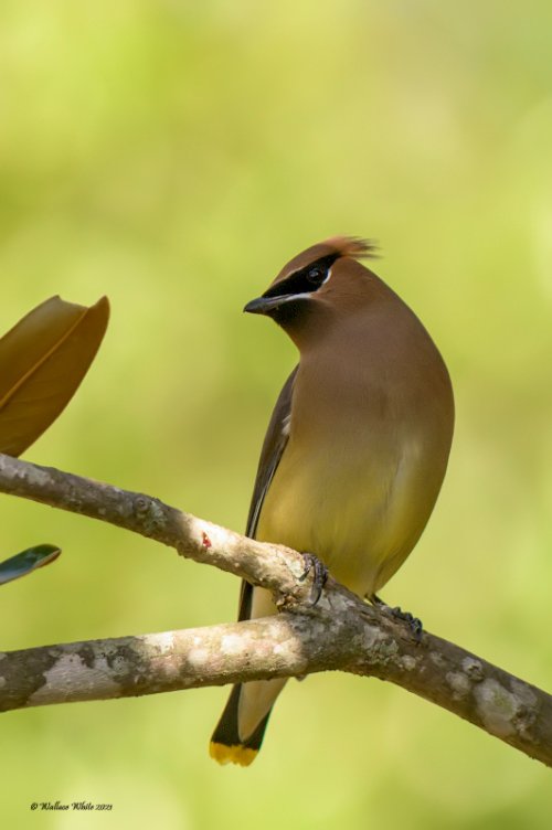 Cedar Waxwing