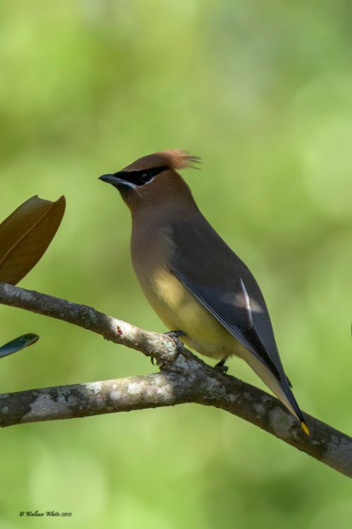 Cedar Waxwing