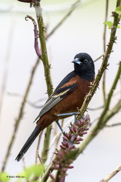 Male Orchard Oriole