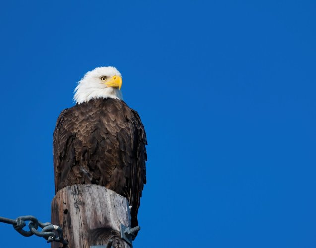 Eagle on a pole
