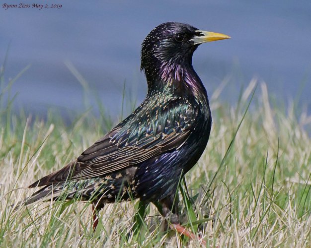 Not my favorite bird but with the right light even a Starling looks pretty