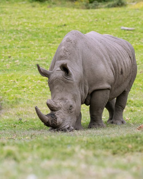 The white rhinoceros or square-lipped rhinoceros (Ceratotherium simum)