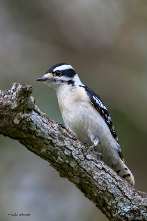 Downey Woodpecker