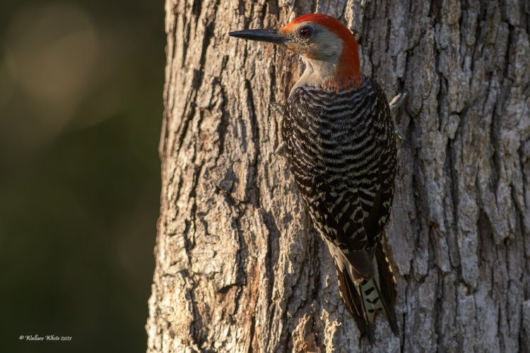 Male Red-bellied Woodpecker