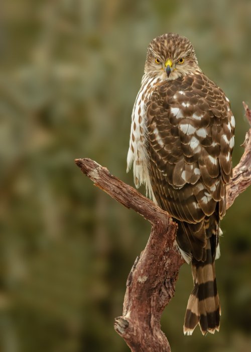 A Young Coopers Hawk dropped by