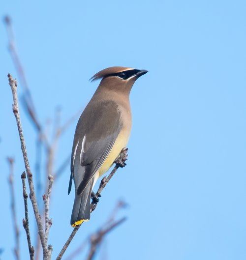 Some Love for the Little Guys - Share your Songbird/Warblers/Wrens....