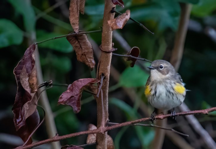 Some Love for the Little Guys - Share your Songbird/Warblers/Wrens....