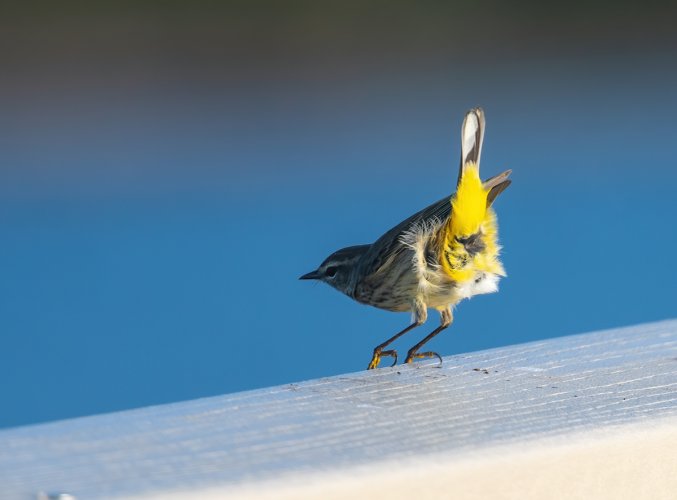 Some Love for the Little Guys - Share your Songbird/Warblers/Wrens....