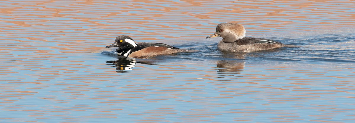 Hooded Merganser pair