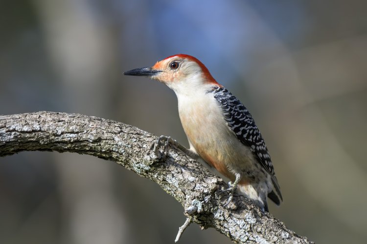 Male Red-bellied Woodpecker