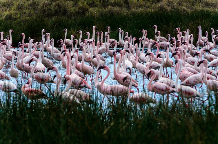 Tanzanian Flamingos