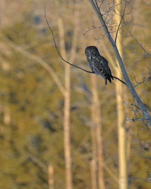 Great Grey Owl looking for Dinner..Northern Alberta ...Dec  2020