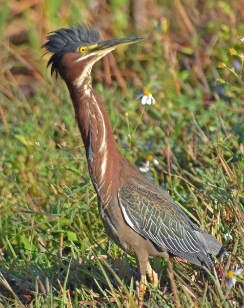 Skittish Green Heron