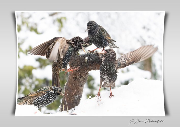 Common starlings fighting
