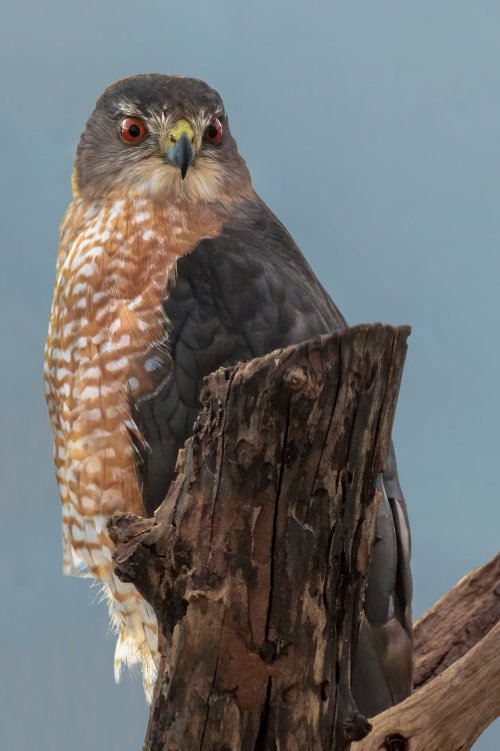 Mature Coopers Hawk came for breakfast