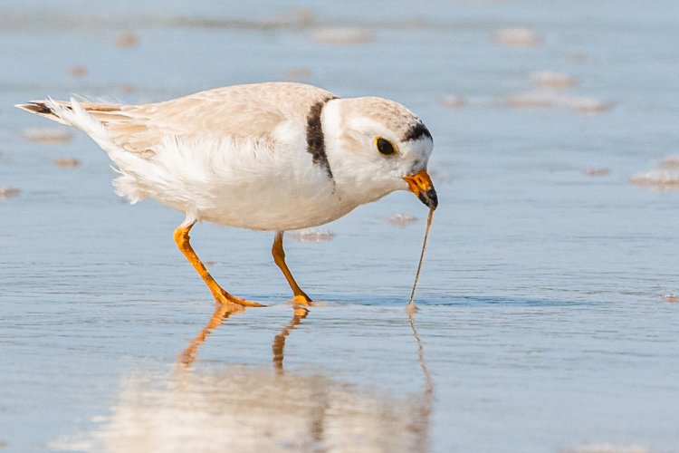 Piping Plover with Worm