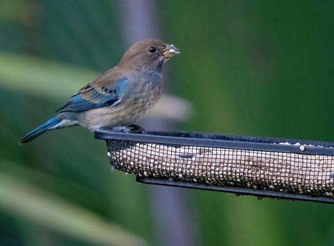 Some Love for the Little Guys - Share your Songbird/Warblers/Wrens....