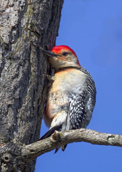 Red-bellied Woodpeckers:  Today i learned