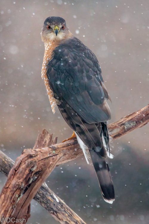 Snowy Coopers Hawk