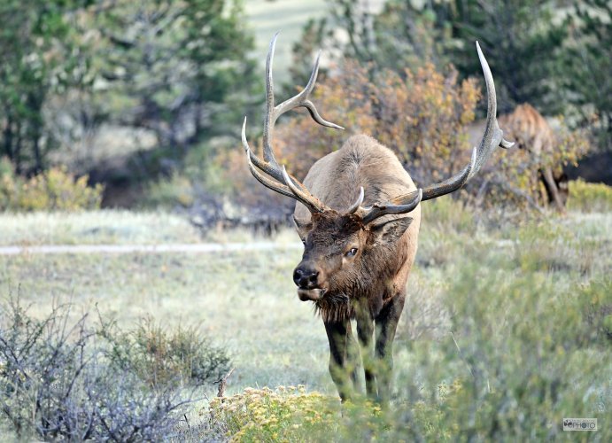 A few Colorado wildlife images