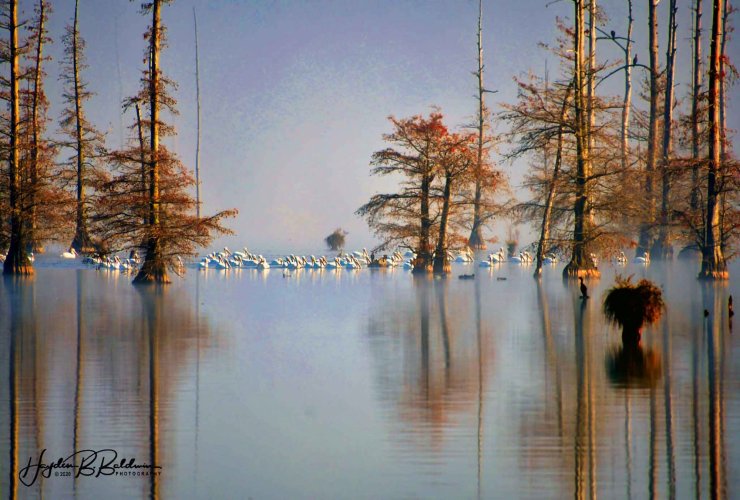 Fog on the lake with a fleet of Pelican