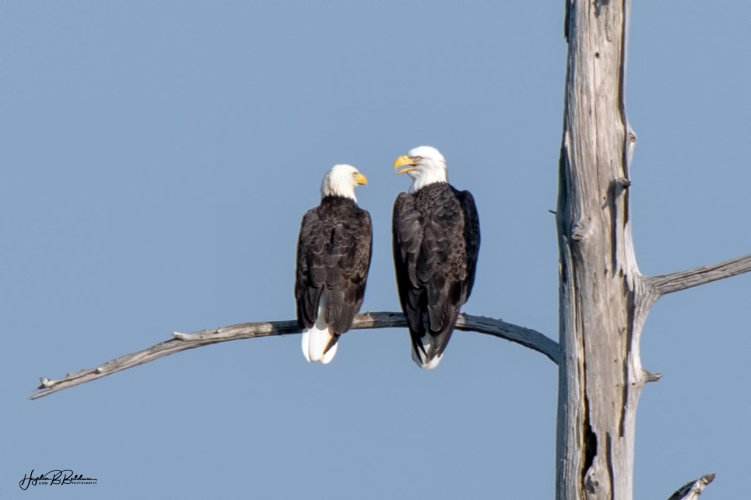 Eagles on a branch in conversation.