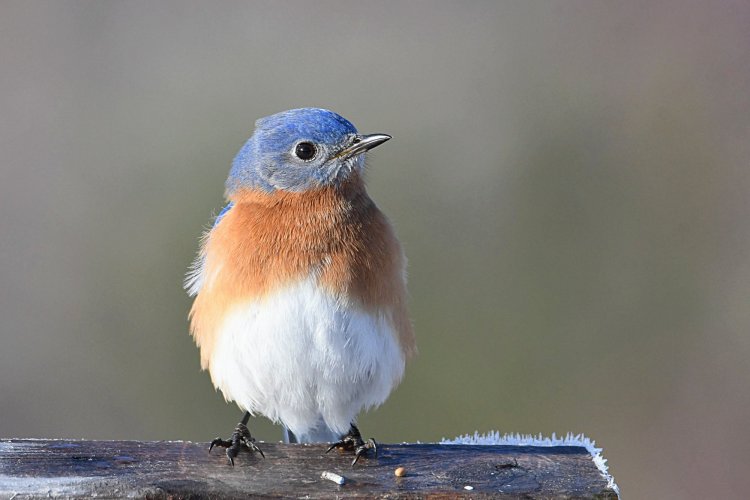 Male Eastern Bluebird