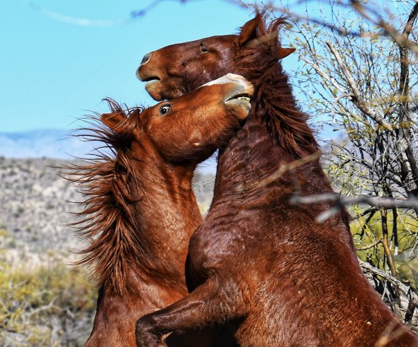 Wild Horses in AZ!