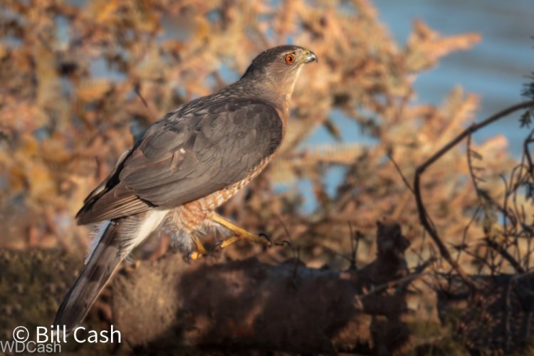 Coopers Hawk about to launch for lunch